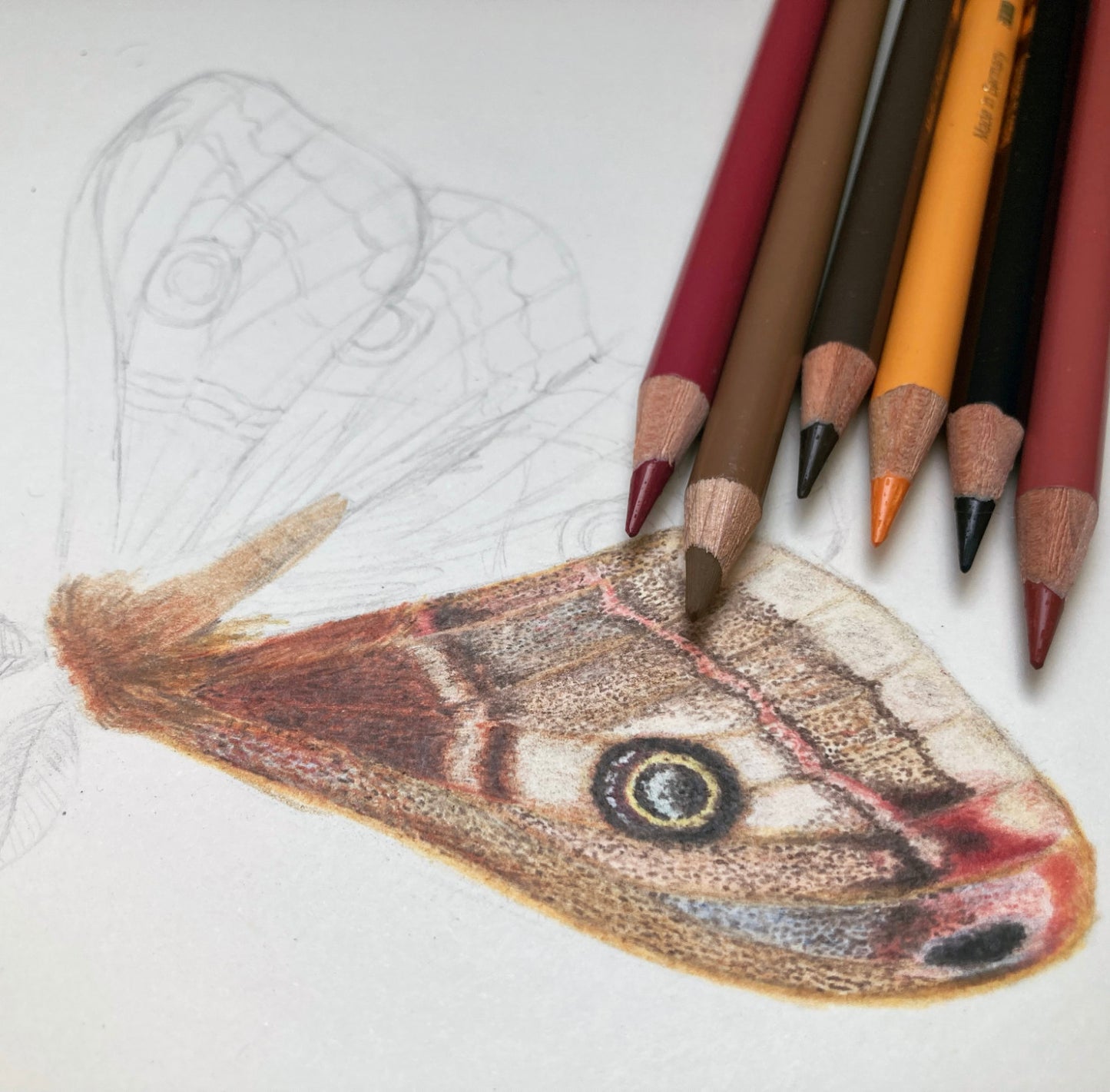 Nachtpfauenauge Postkarte – Illustration des Kleinen Nachtpfauenauges (Saturnia pavonia) im A6 Format