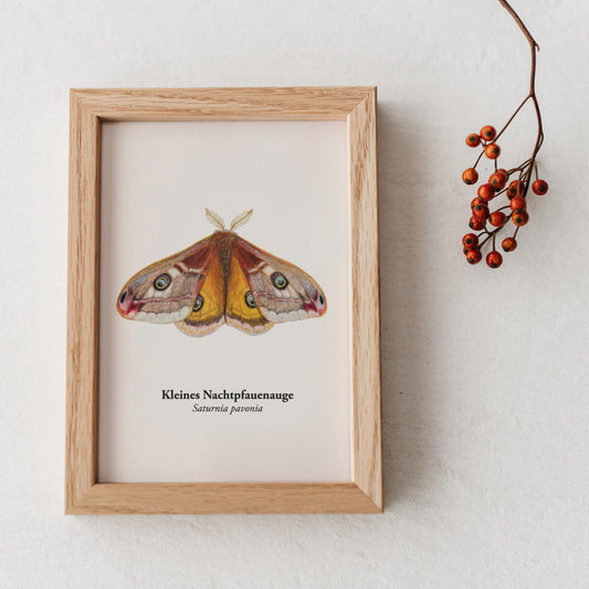 Gerahmte Postkarte Kleines Nachtpfauenauge – Naturillustration