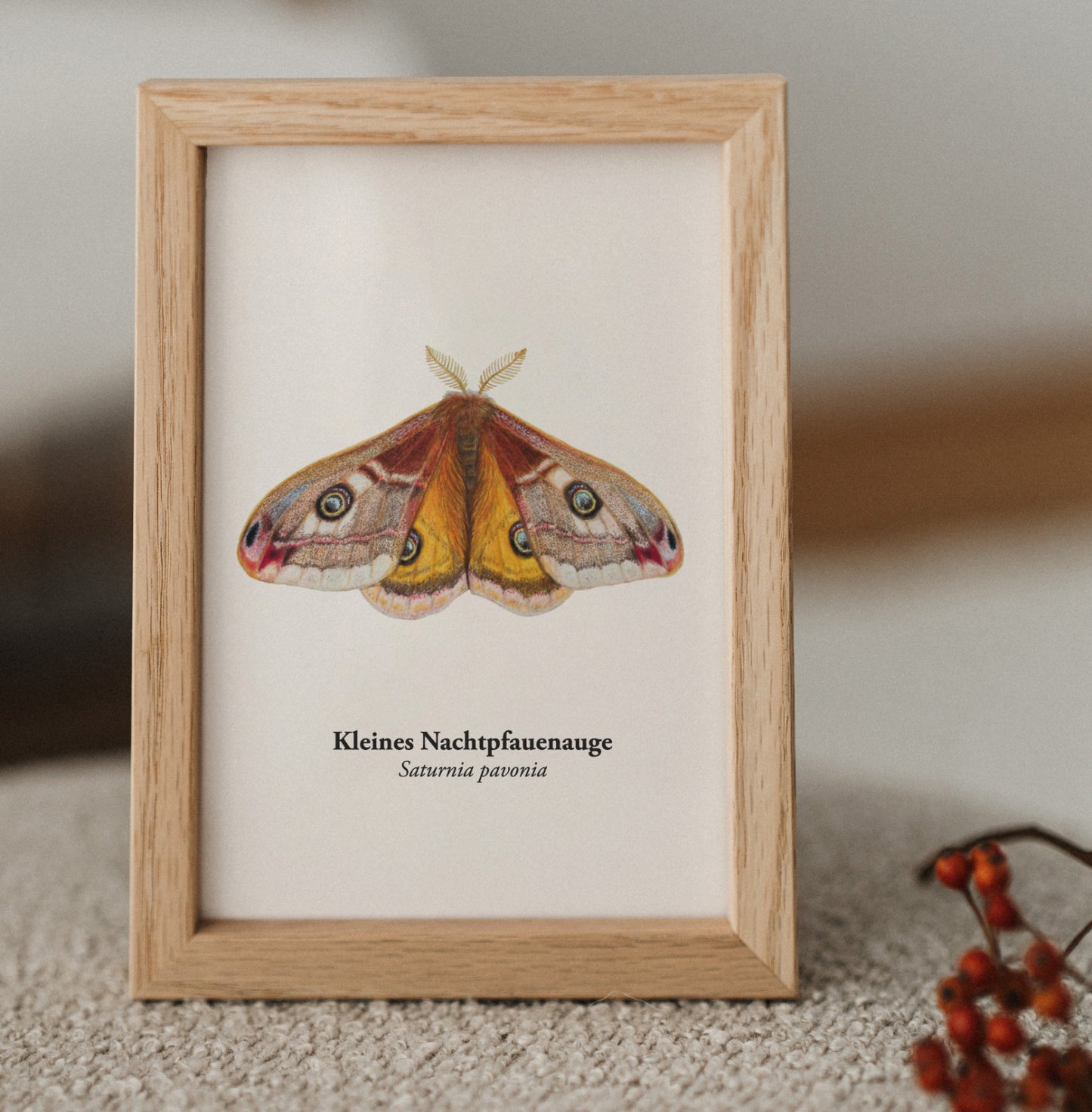 Gerahmte Postkarte Kleines Nachtpfauenauge – Naturillustration