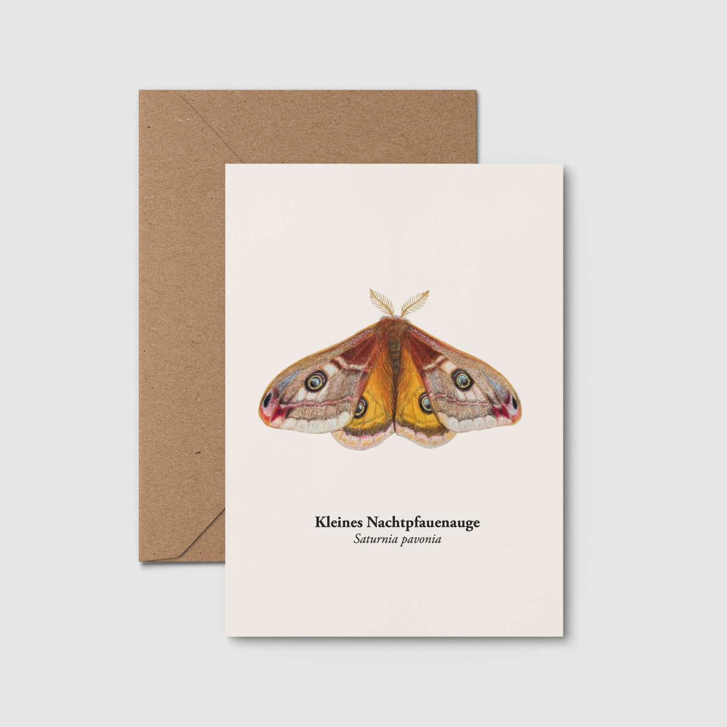 Illustration Kleines Nachtpfauenauge als Postkarte (A6 Format)