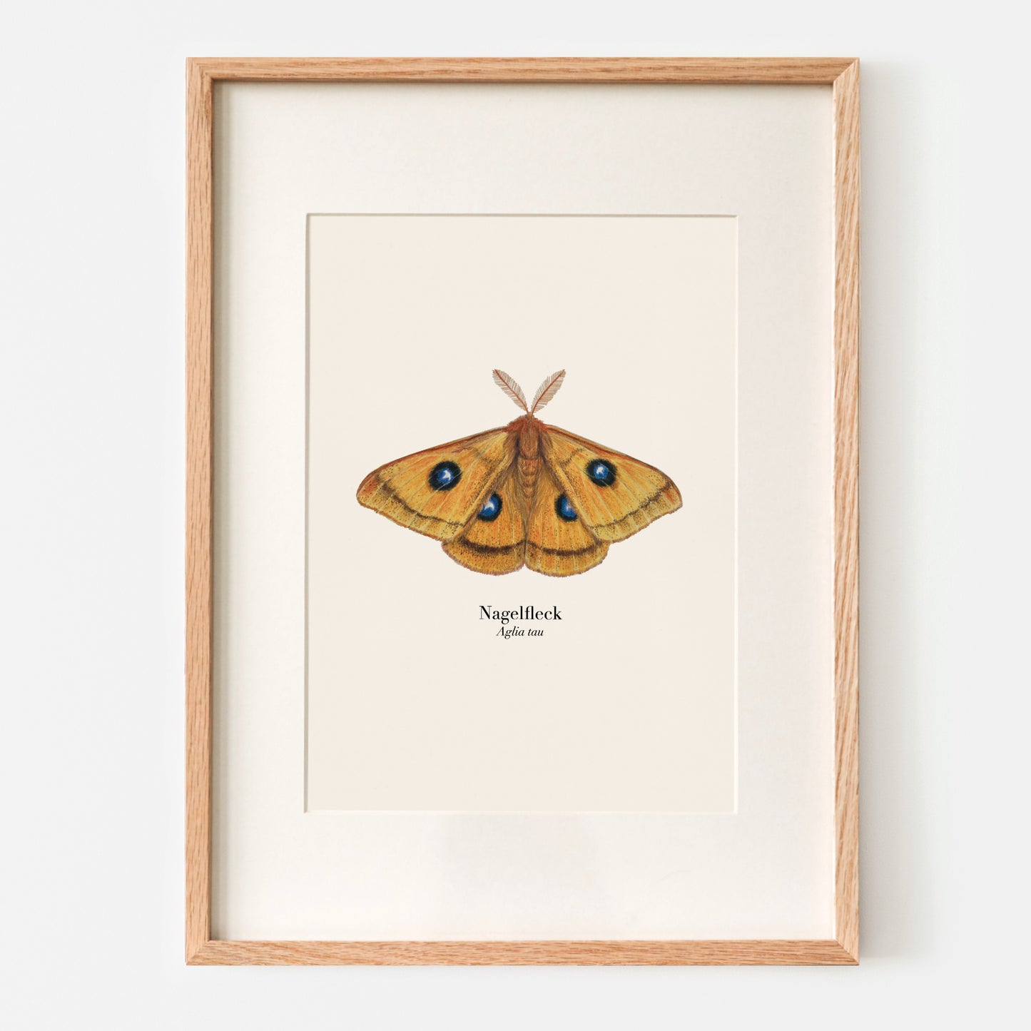 Illustration des Nachtfalters Nagelfleck (Aglia tau) als naturgetreuer Kunstdruck im Holzrahmen