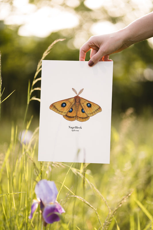 Naturposter mit Nagelfleck Zeichnung (Aglia tau), gehalten im Freien auf einer Wiese