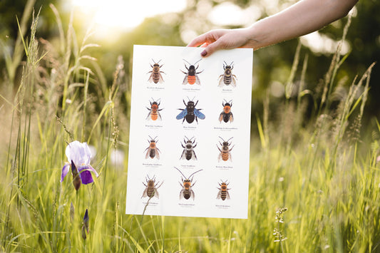 Wildbienen Zeichnungen