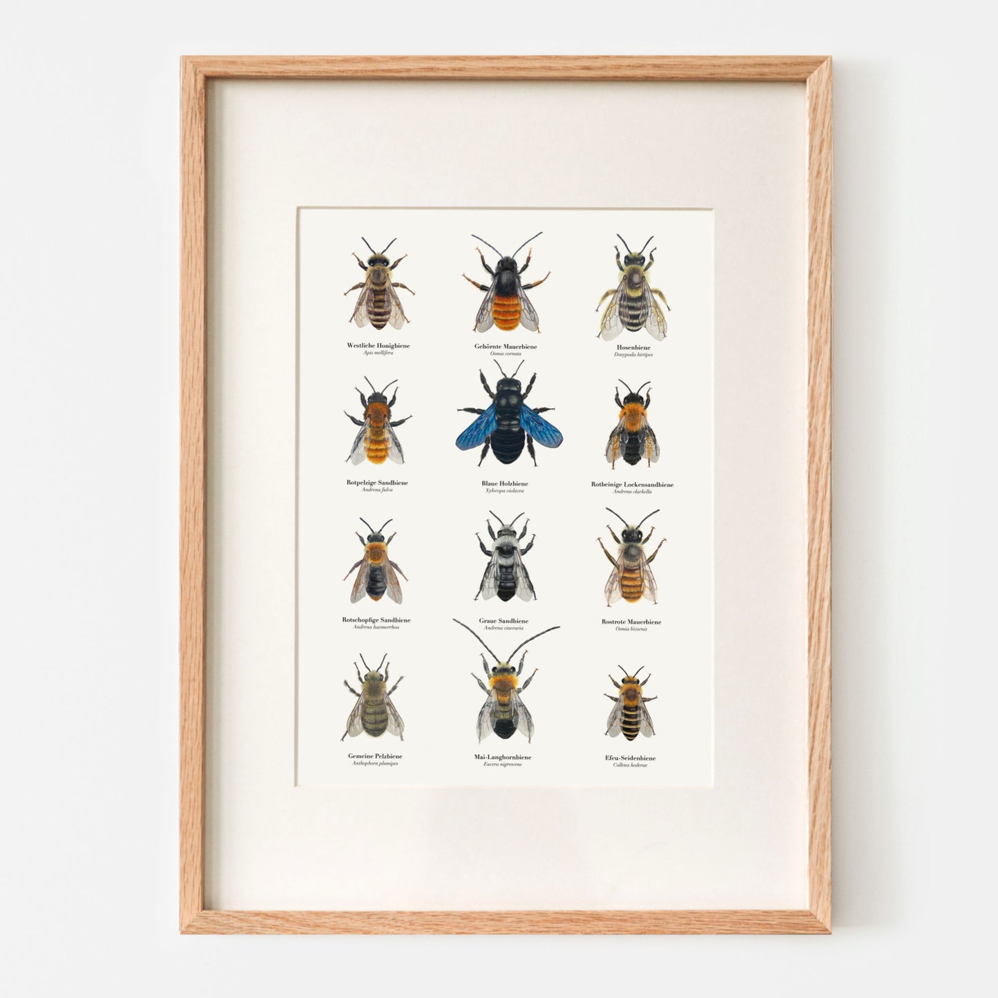 Poster heimische Bienenarten