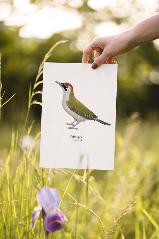 A4 Poster mit Grünspecht Illustration – detailreiche Zeichnung auf FSC-zertifiziertem Papier