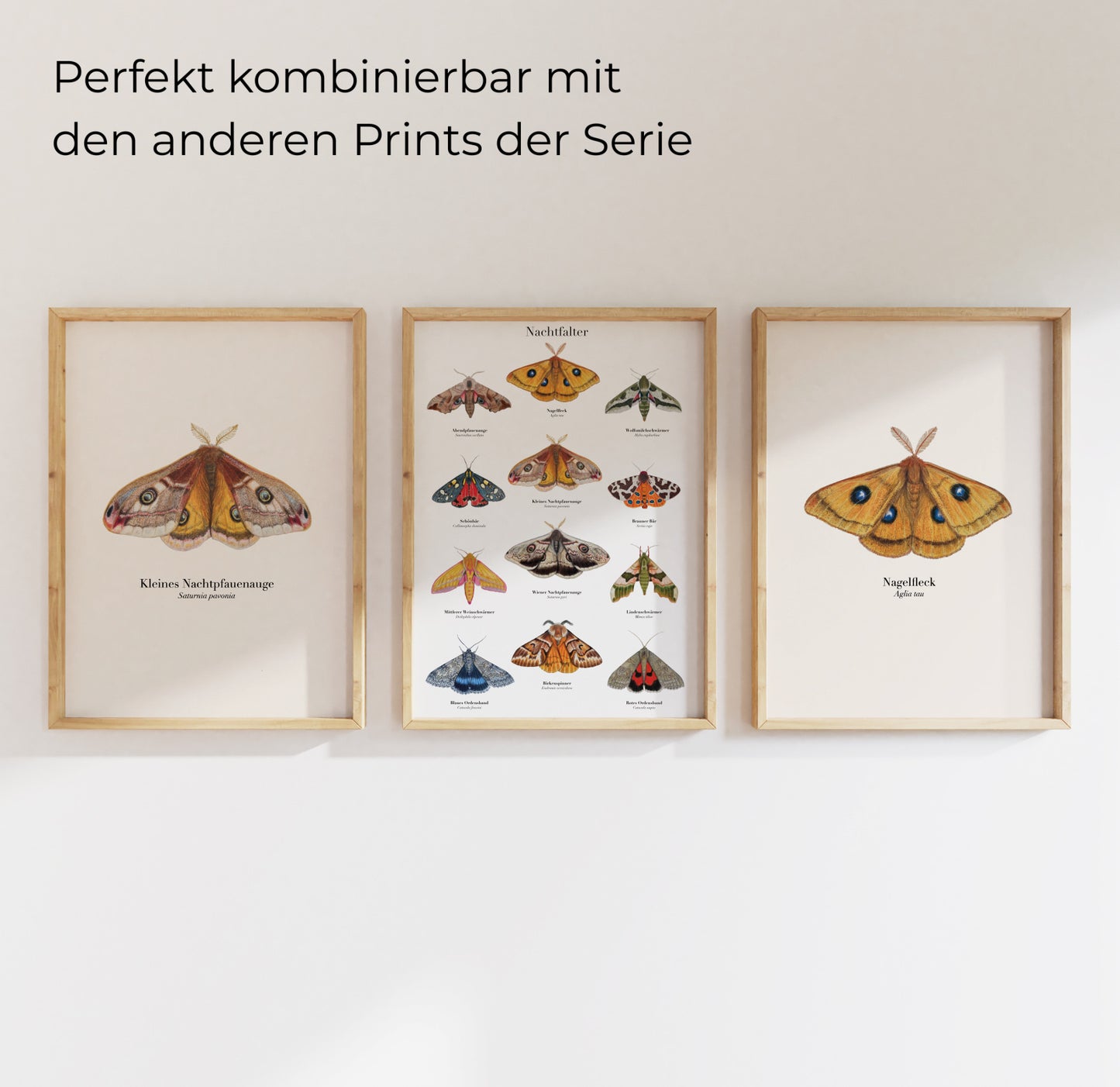 Kunstdruck Nagelfleck im Set mit weiteren Nachtfalter-Illustrationen an der Wand