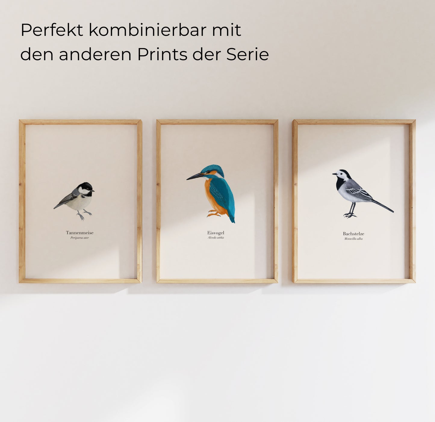 Vogel Kunstdrucke im Set: Eisvogel, Bachstelze und Tannenmeise im Holzrahmen
