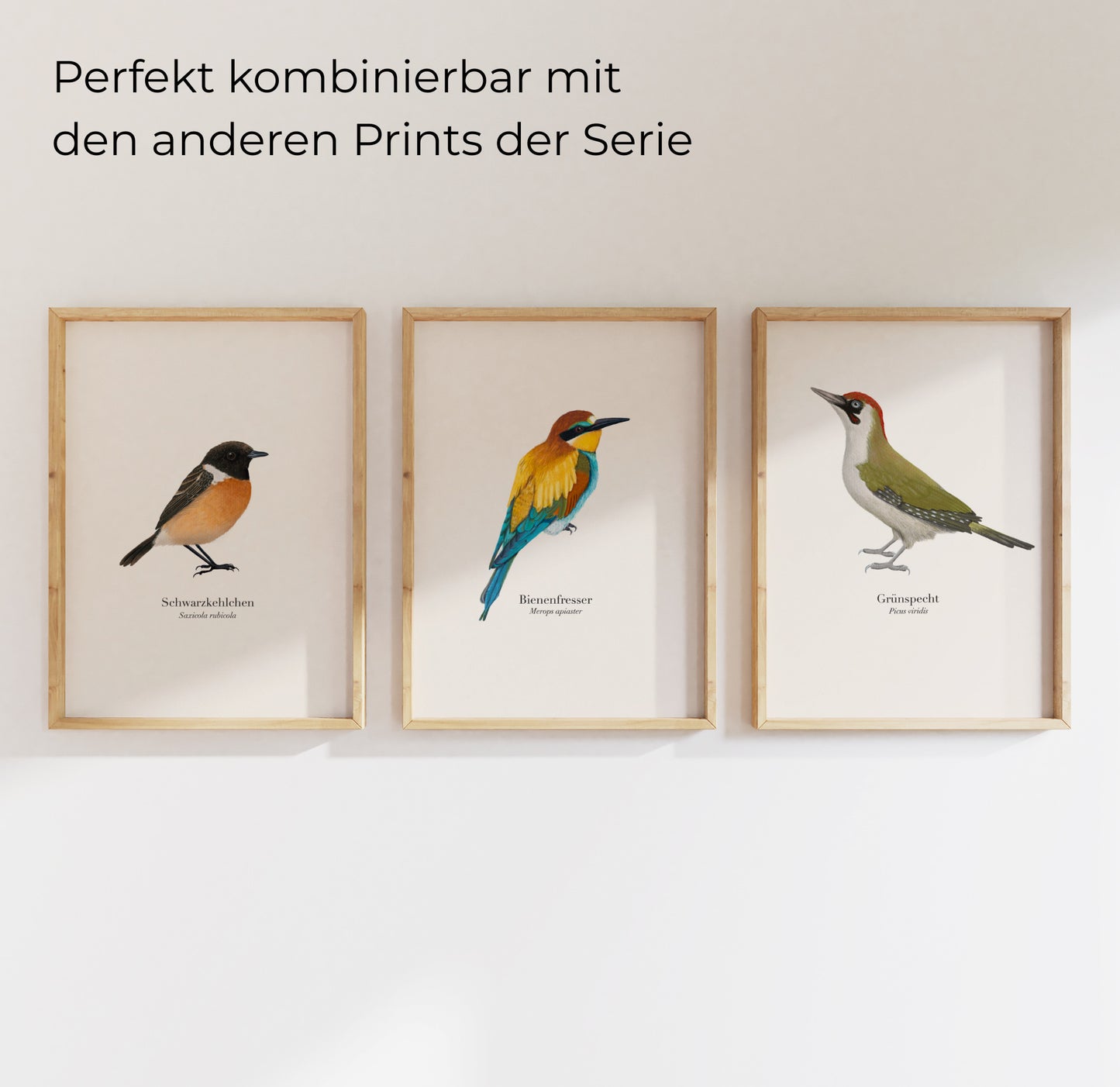 3er-Set Vogelposter mit Grünspecht, Bienenfresser und Schwarzkehlchen – gerahmte Naturillustrationen