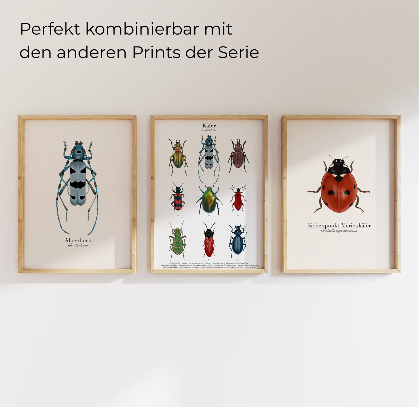 Dreiteiliges Poster-Set mit heimischen Käfern – Marienkäfer, Alpenbock und Käferübersicht – stilvoll gerahmt