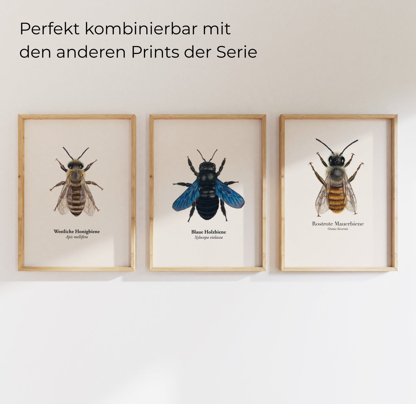 Set aus Wildbienen-Postern: naturgetreue Zeichnungen verschiedener heimischer Bienenarten