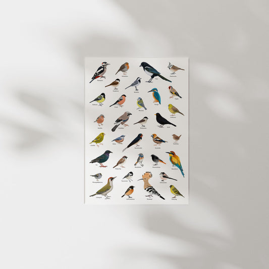 A1 Poster Heimische Vögel – Zeichnungen von 33 Arten mit Namen