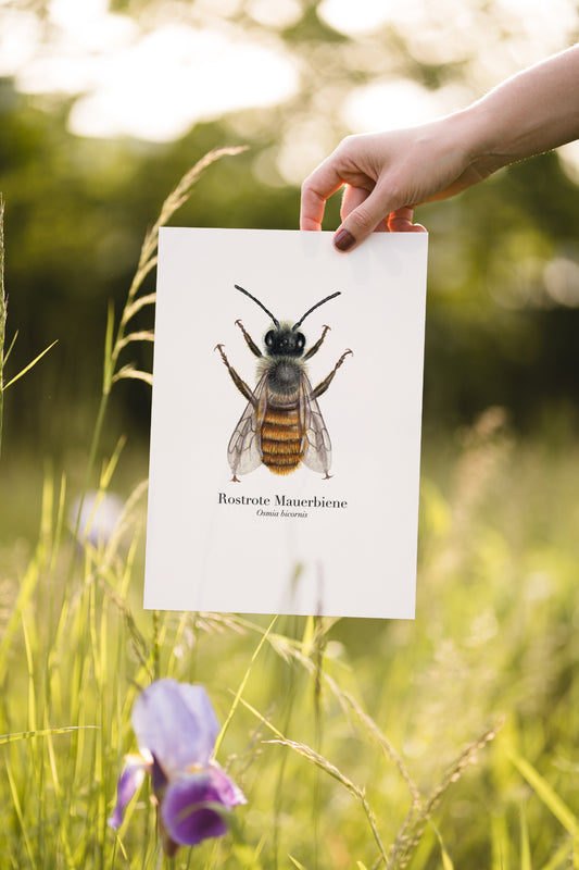 Nahaufnahme eines Wildbienen-Kunstdrucks – detailreiche Darstellung auf Naturpapier