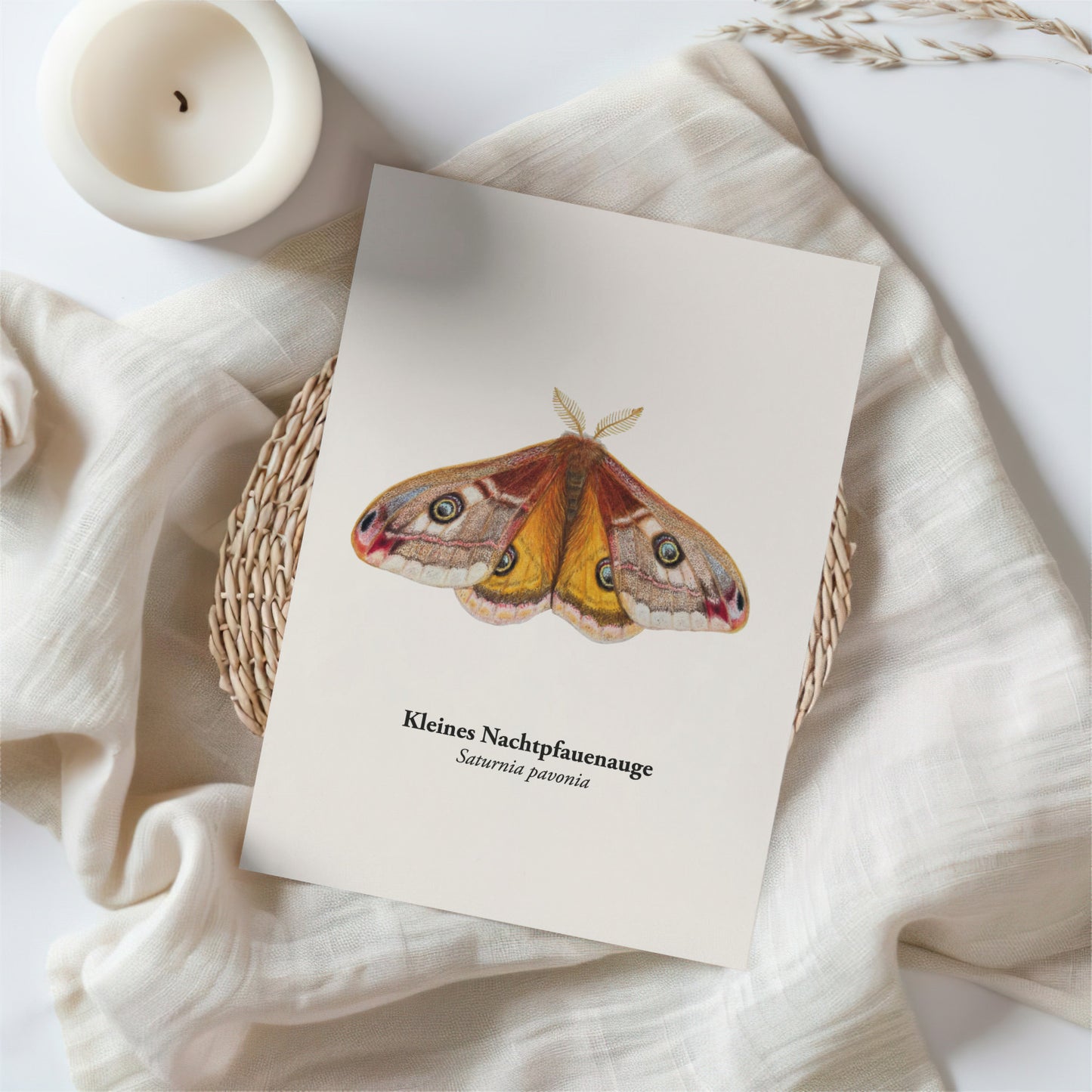 Nachtpfauenauge Postkarte – Illustration des Kleinen Nachtpfauenauges (Saturnia pavonia) im A6 Format