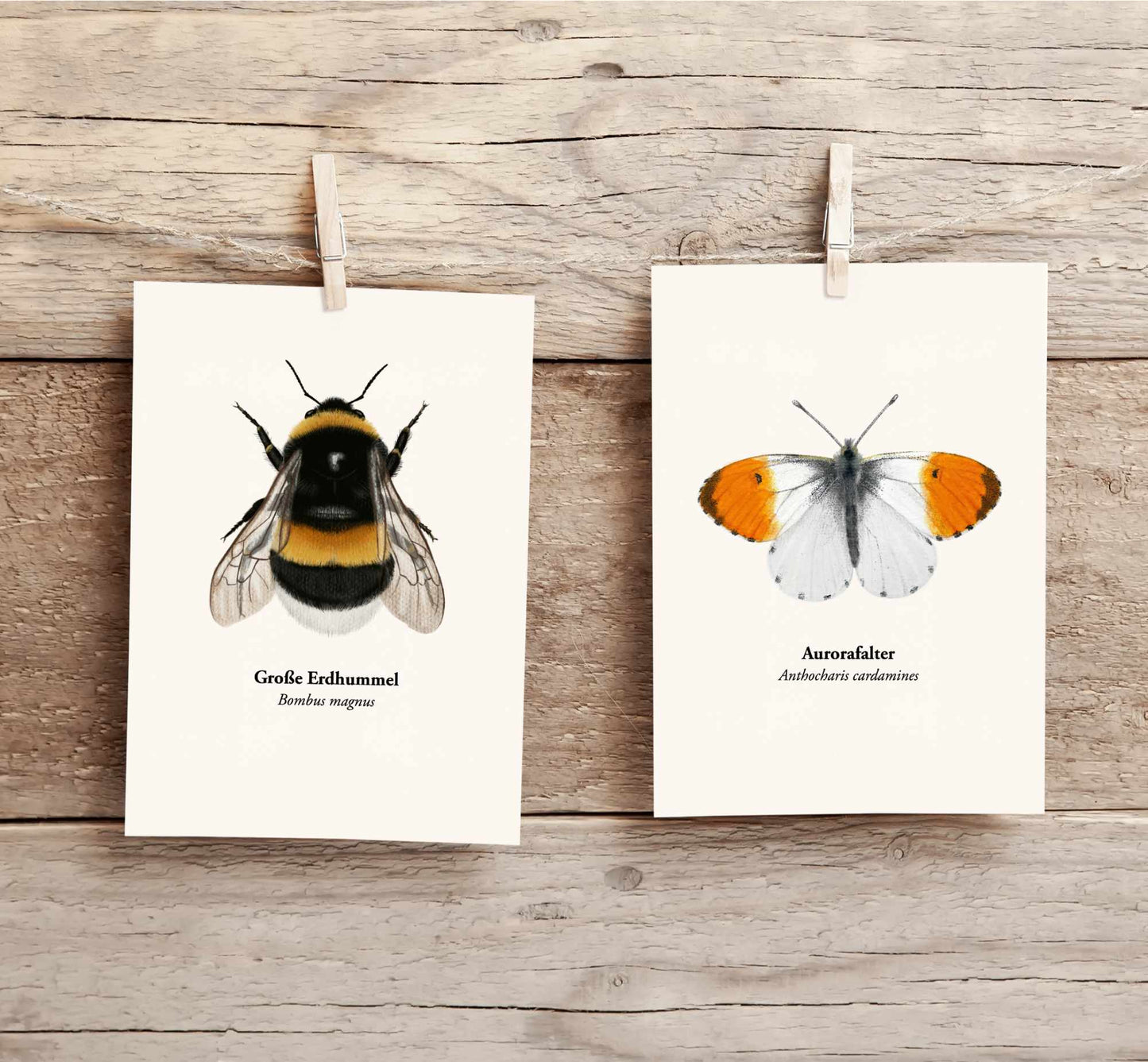 Hummel Postkarte – Illustration Große Erdhummel (Bombus magnus) im A6 Format