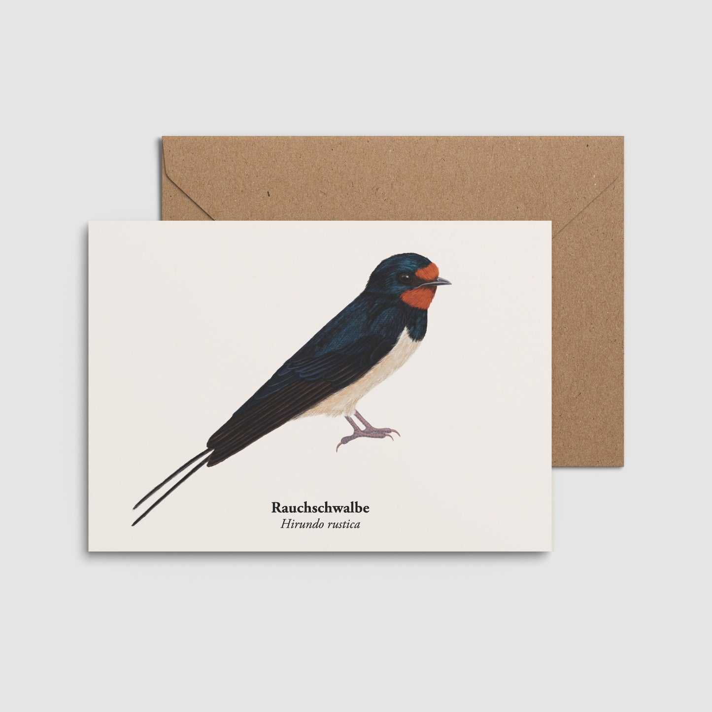 Naturpostkarte mit Rauchschwalbe und Umschlag – illustriertes Vogelmotiv auf schlichter Fläche