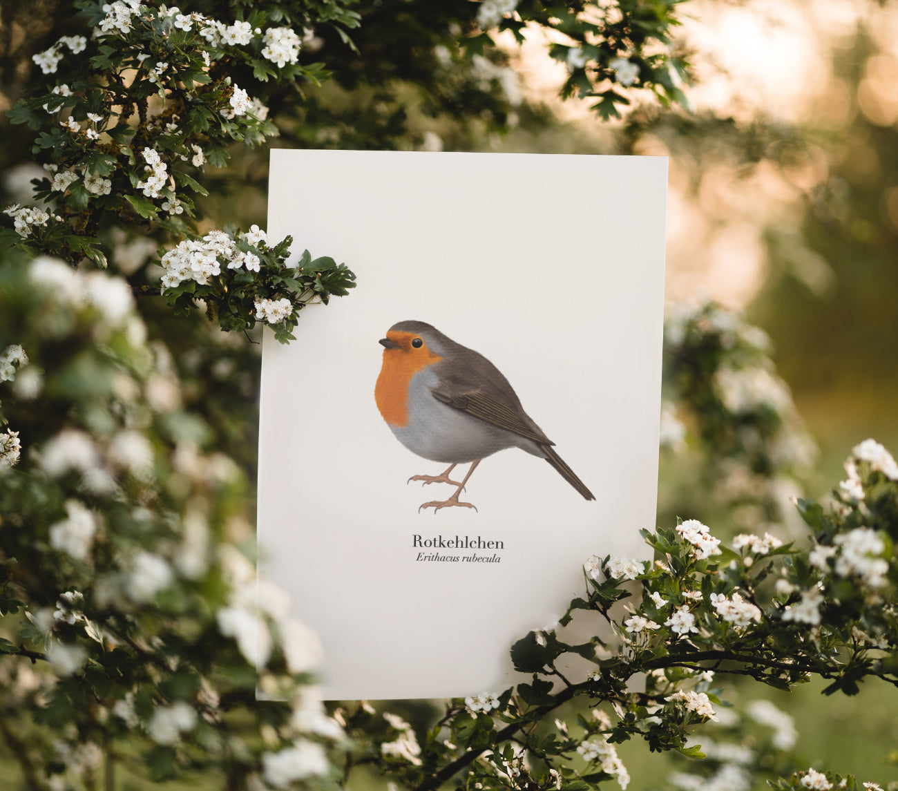 Kunstdruck Rotkehlchen im Garten fotografiert – Bild Rotkehlchen A4