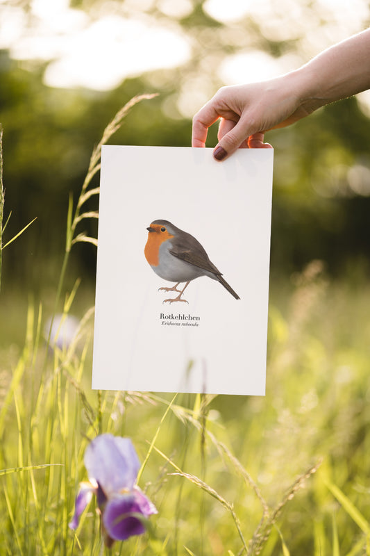 Hand hält Rotkehlchen Poster im Freien – Illustration des Rotkehlchens