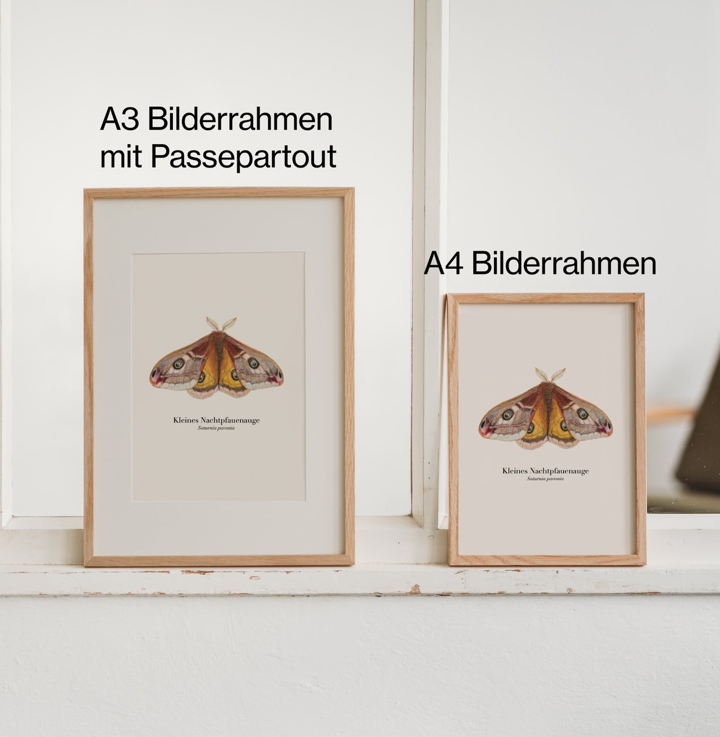 Poster „Kleines Nachtpfauenauge“ im Eichenholzrahmen mit Passepartout auf Fensterbank, Format A3 und A4 nebeneinander