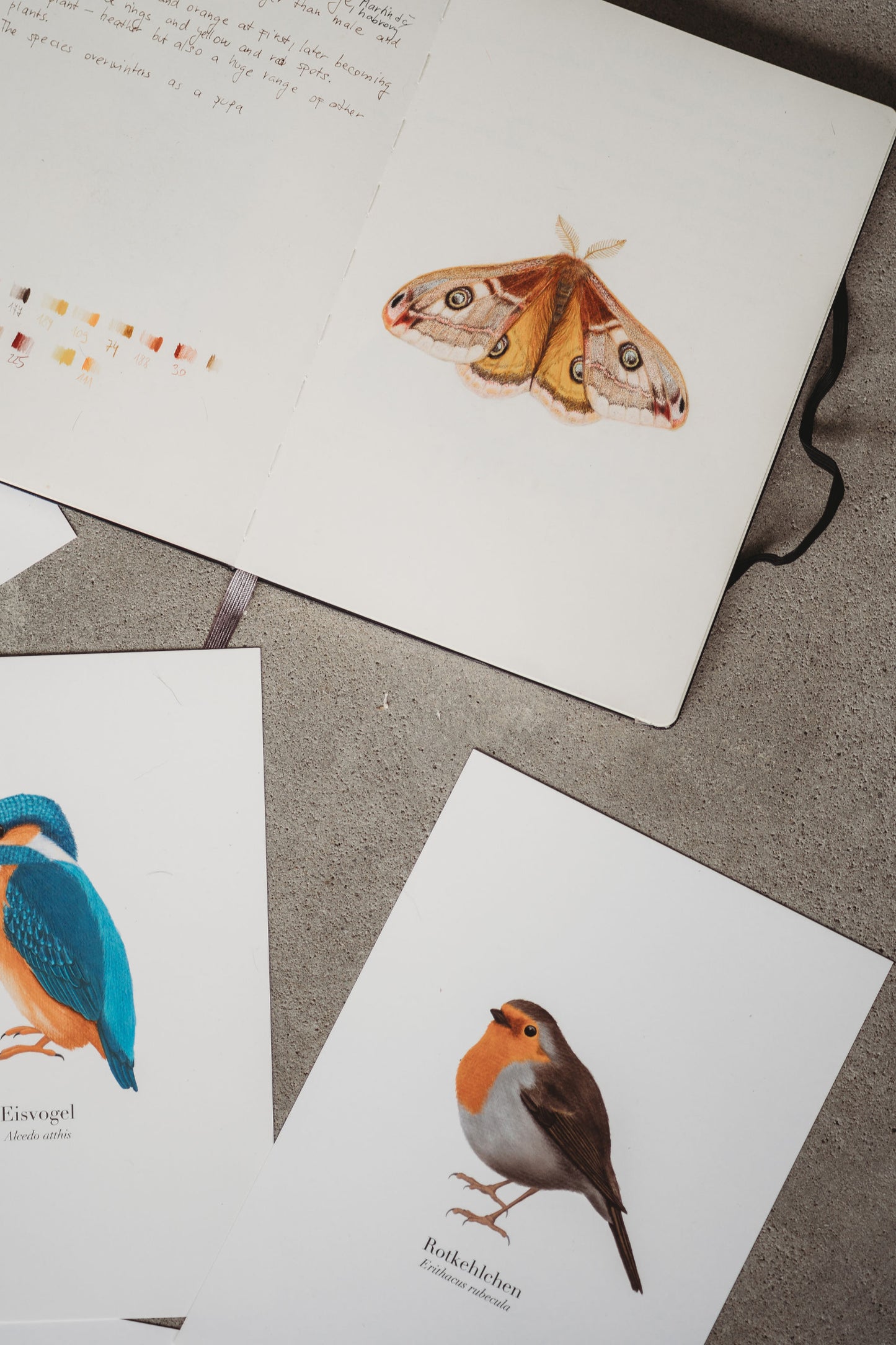Aufgeschlagenes Skizzenbuch mit Zeichnung des Kleinen Nachtpfauenauges, daneben zwei Vogelillustrationen