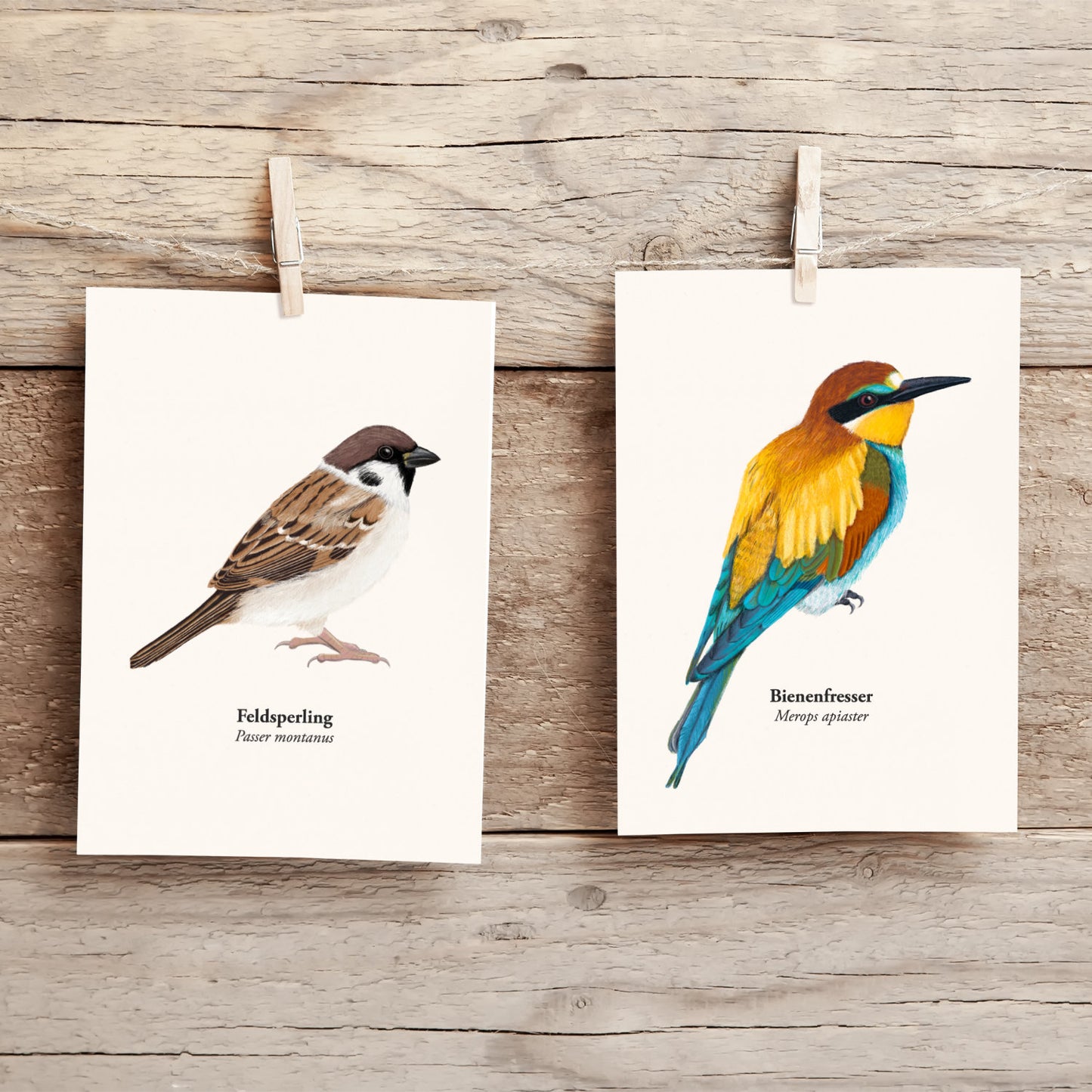 Spatz Postkarte – Illustration des Feldsperlings (Passer montanus)