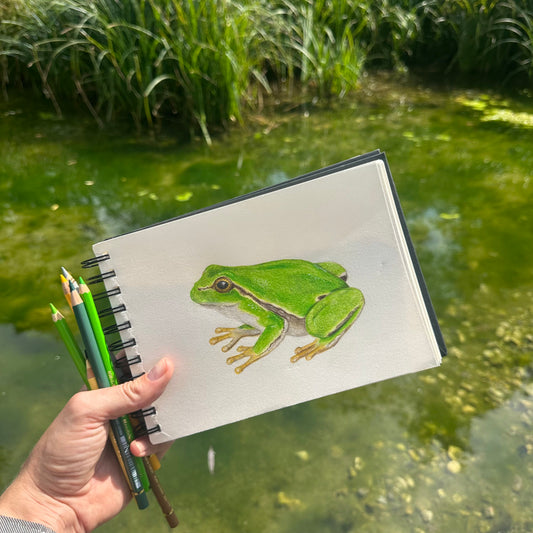 Laubfrosch Illustration