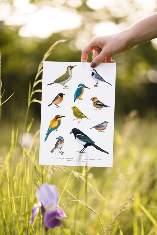 Lernposter heimische Vogelarten