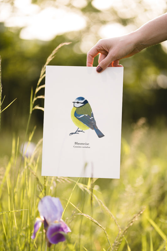 Blaumeise Kunstdruck im Grünen – Naturposter zwischen Blüten