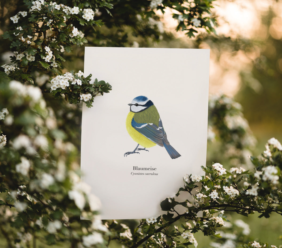 Blaumeise Poster A4 – naturgetreue Illustration auf cremefarbenem 300 g Naturpapier, ohne Rahmen