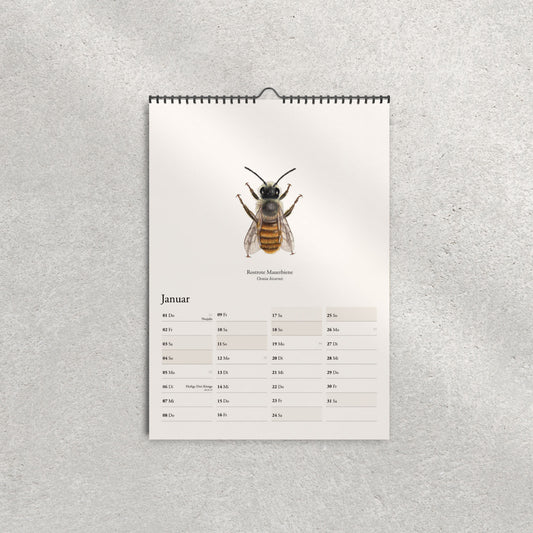 Rostrote Mauerbiene (Osmia bicornis) – Monatsseite Januar, Bienenkalender 2026