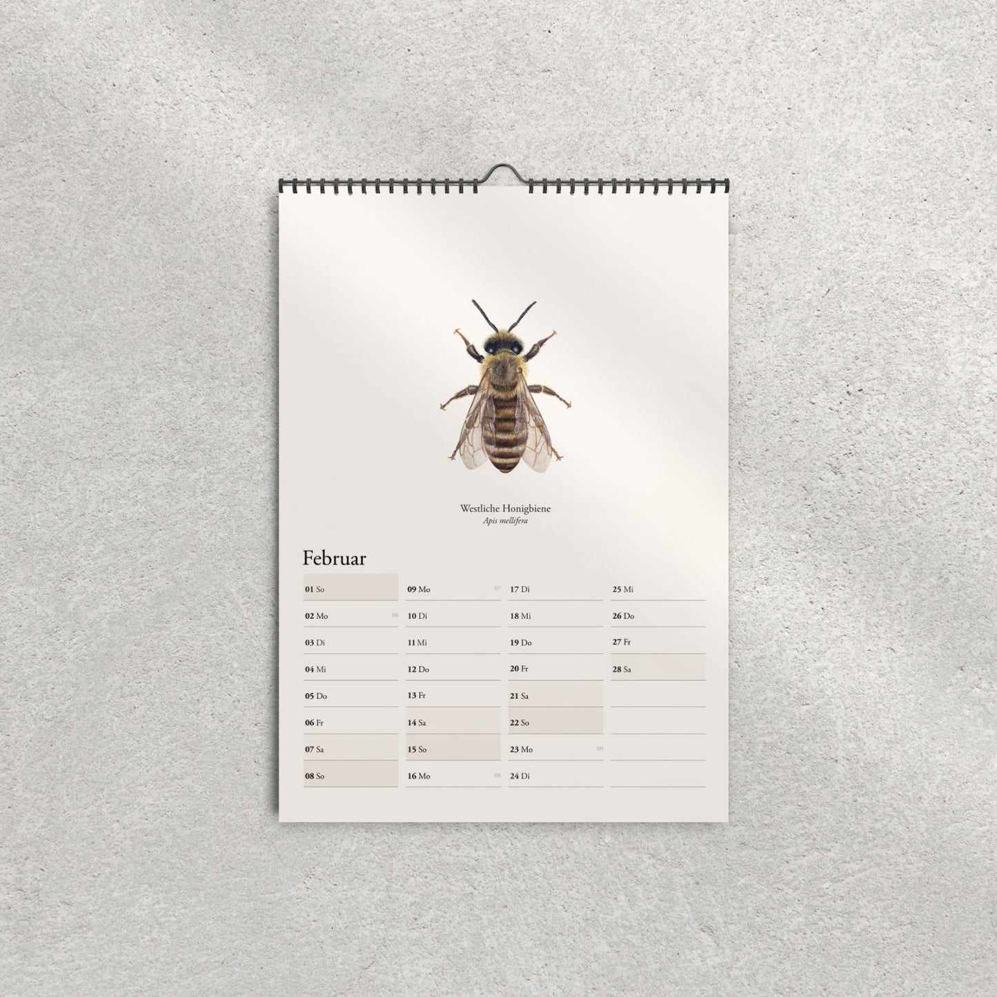 Westliche Honigbiene (Apis mellifera) – Monatsseite Februar, Bienenkalender 2026