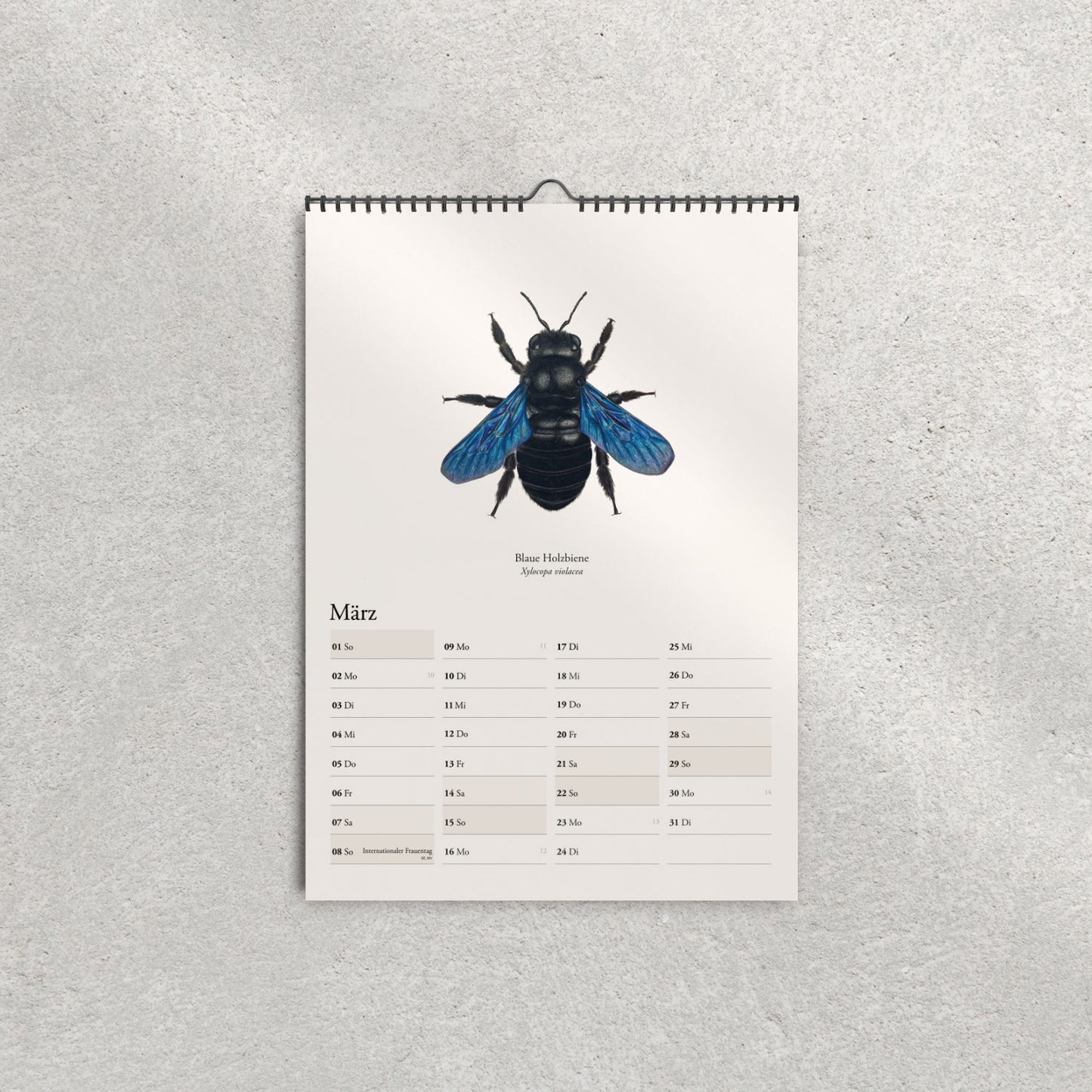 Blaue Holzbiene (Xylocopa violacea) – Monatsseite März, Bienenkalender 2026