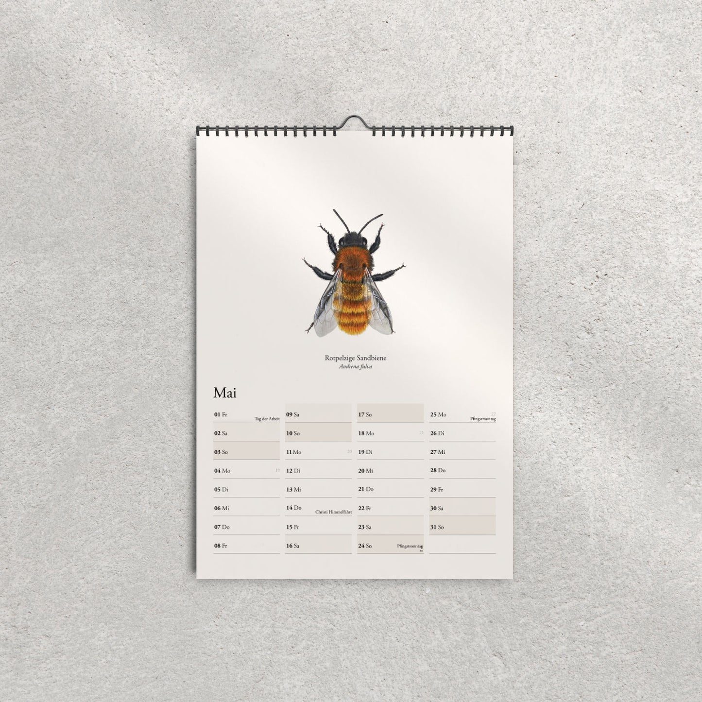 Rostpelzige Sandbiene (Andrena fulva) – Monatsseite Mai, Bienenkalender 2026