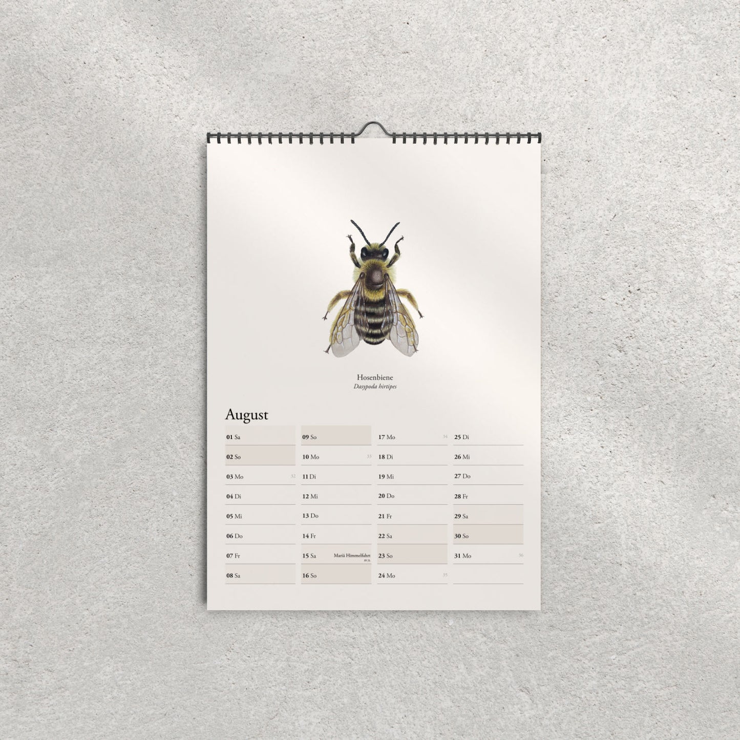 Hosenbiene (Dasypoda hirtipes) – Monatsseite August, Bienenkalender 2026