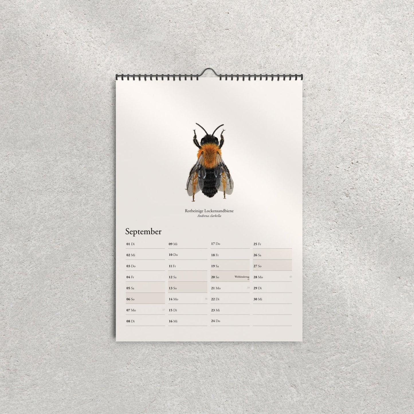 Rotbeinige Lockensandbiene (Andrena clarkella) – Monatsseite September, Bienenkalender 2026