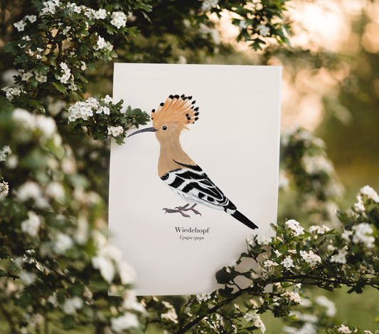 Wiedehopf Illustration im Freien – detailreiche Zeichnung