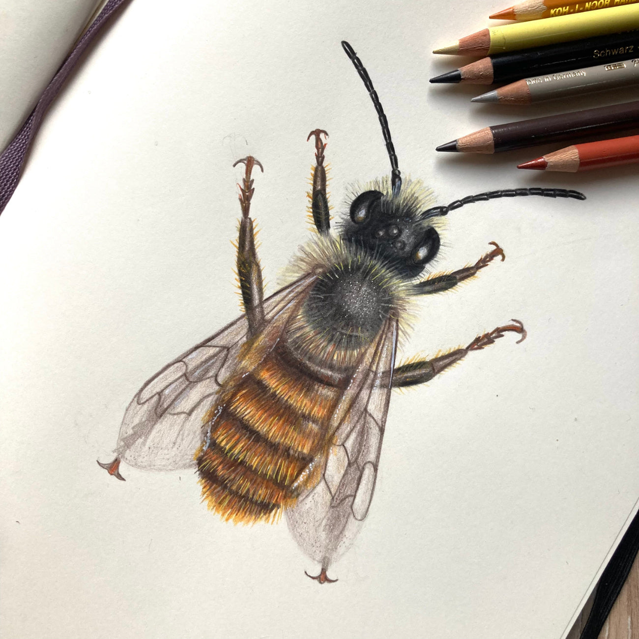 Entstehung einer Wildbienen-Zeichnung in Buntstift – Zeichenprozess der Rostroten Mauerbiene