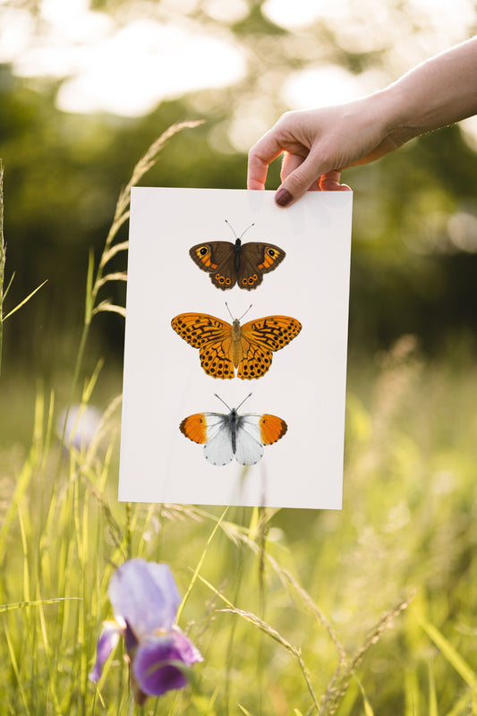 Schmetterling Poster – Naturgetreue Illustration heimischer Schmetterlinge als Kunstdruck
