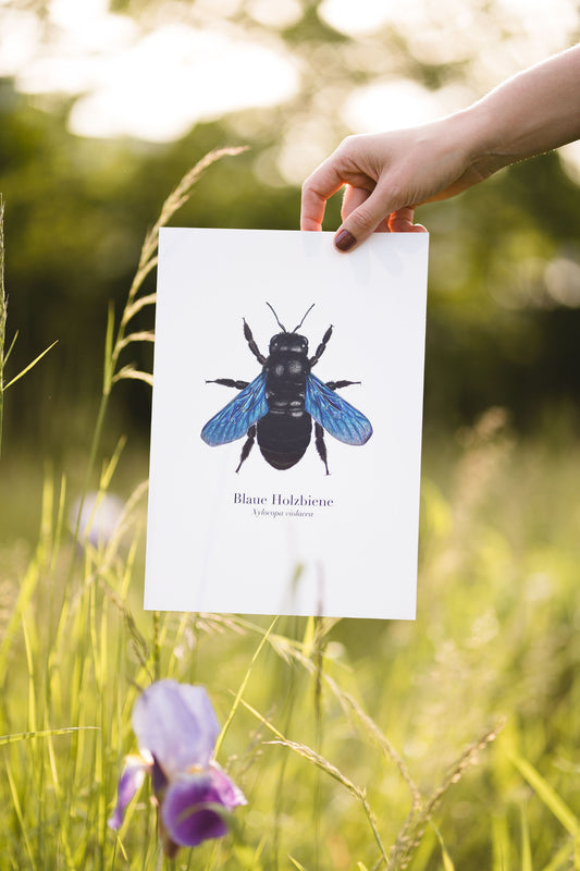 Illustration der Blauen Holzbiene (Xylocopa violacea) als Kunstdruck in A4, von Hand gehalten im Freien