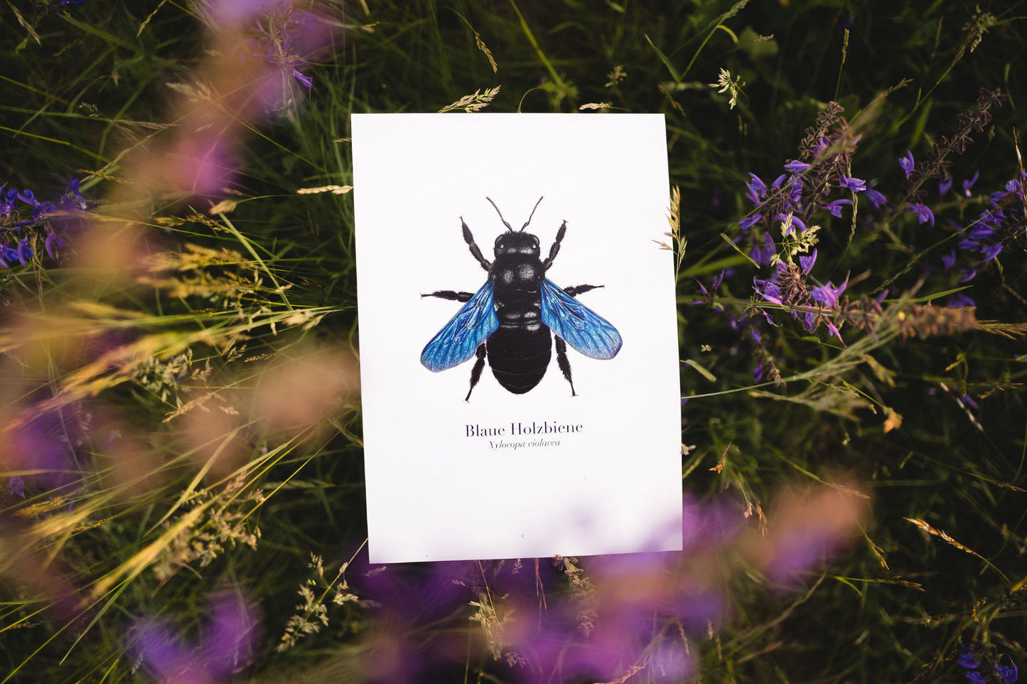 Blaue Holzbiene Print – detailreicher Kunstdruck der Wildbiene (Xylocopa violacea)