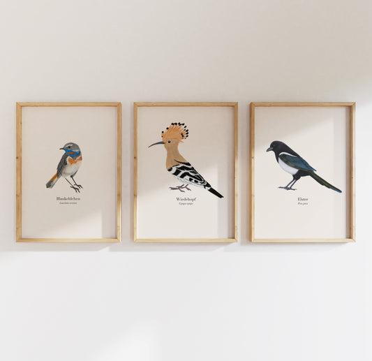 3er Poster Set heimische Vögel – Natur Poster mit Auswahl aus 22 Arten, personalisierbar & optional gerahmt