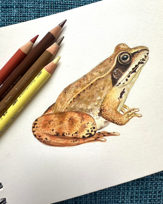 Handgezeichnete Illustration eines Grasfroschs