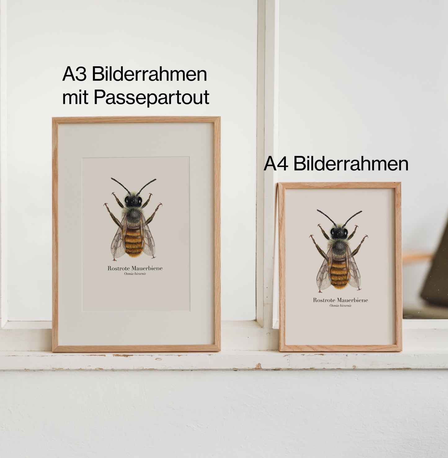 Mehrere gerahmte Natur-Kunstdrucke im hellen Interieur – Poster mit Insekten