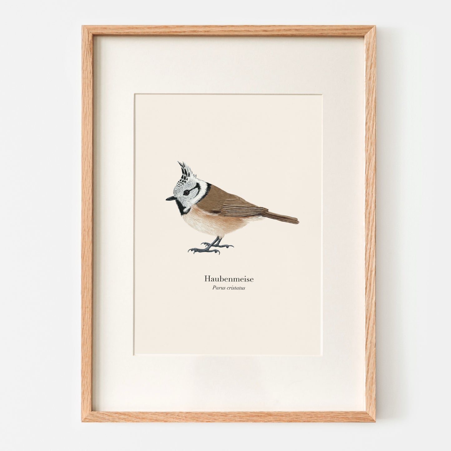 Haubenmeise Poster – naturgetreue Vogel Illustration im A4 Format