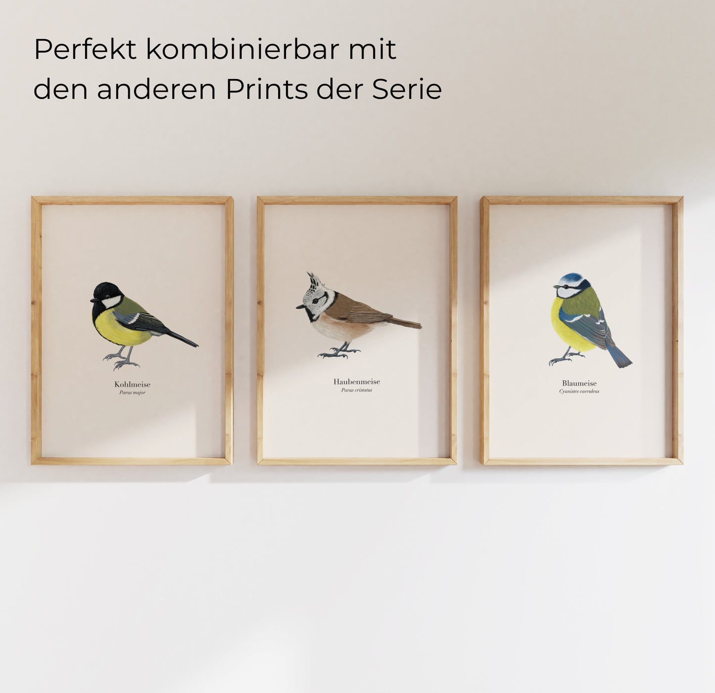 Haubenmeise Poster – naturgetreue Vogel Illustration im A4 Format