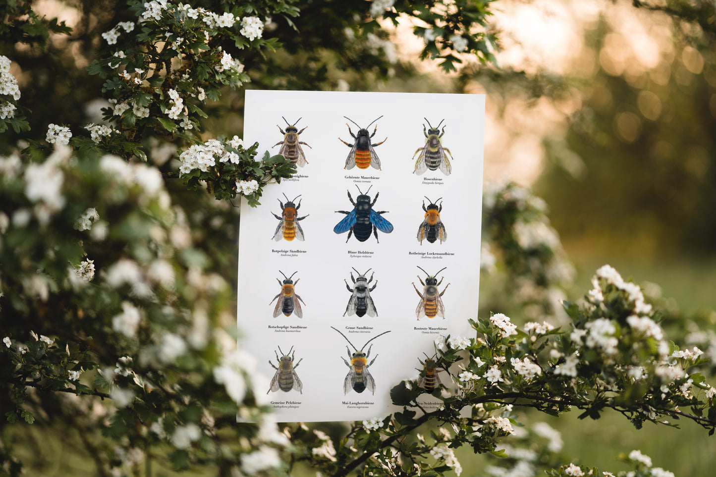 Natur Poster Bienen – 12 Bienen Zeichnungen zum Wildbienen bestimmen