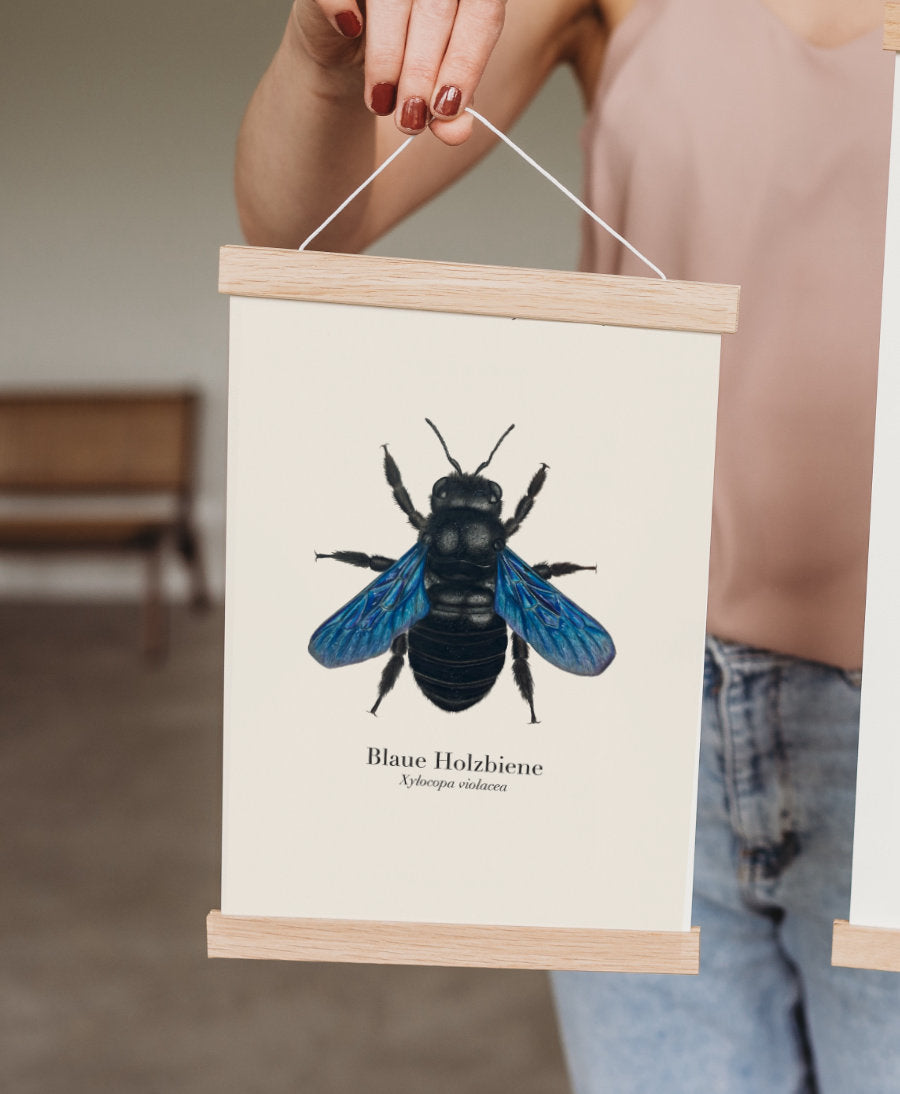 Kunstprint Blaue Holzbiene in magnetischer Posterleiste aus Eichenholz mit Baumwollkordel