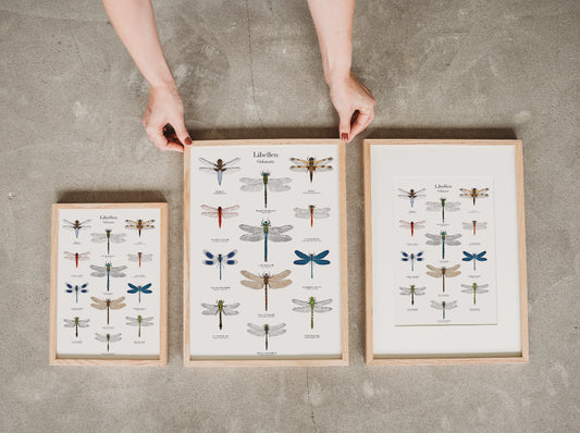 Libellen Poster – Bilder heimischer Libellenarten, optional gerahmt oder mit einer Posterleiste