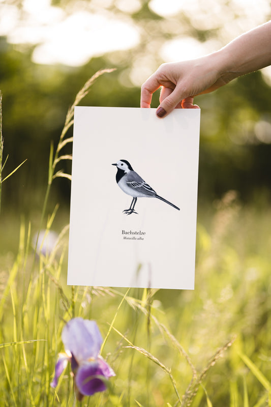 Illustration einer Bachstelze als Kunstdruck auf Naturpapier, gehalten von einer Hand in einer Wiese