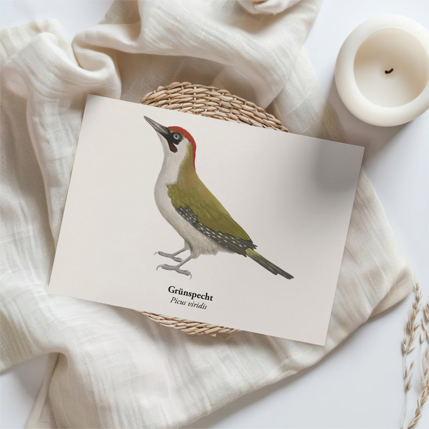 Kunstpostkarte mit Grünspecht Illustration (Picus viridis)