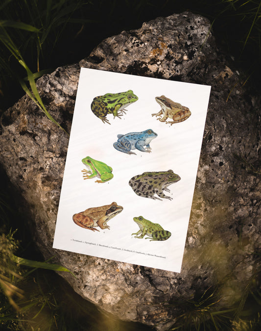 Frosch Poster mit sieben handillustrierten heimischen Froscharten auf hochwertigem Naturpapier